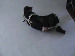 NymphoClips presents: Hogtied in catsuit